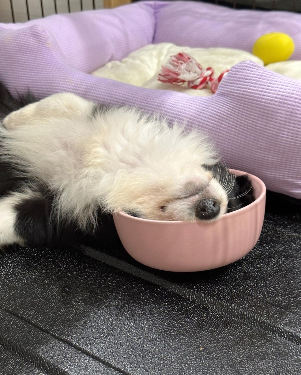 奴才：真的嗎？（懷疑