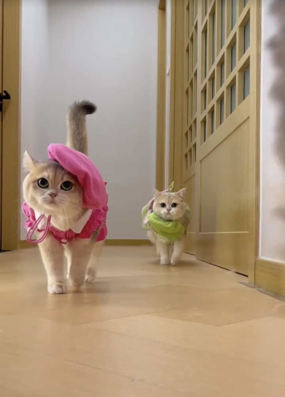 奴才：相當專業喔