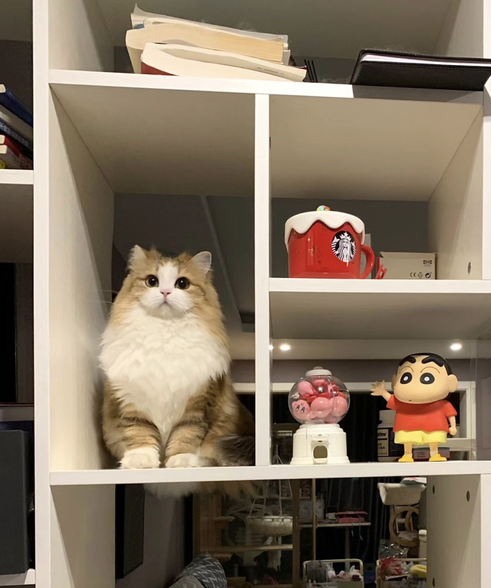 奴才：這個位置就留給你了