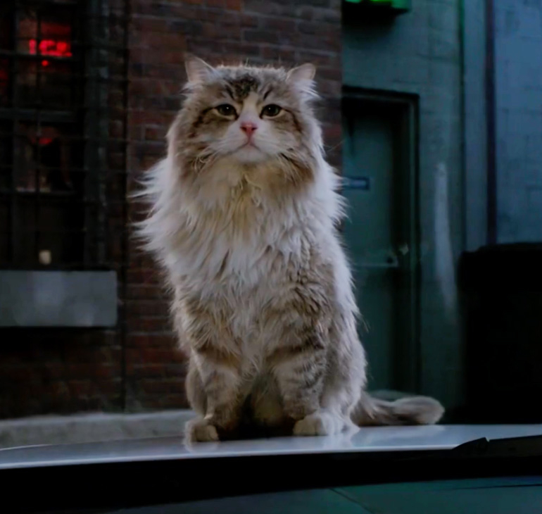 「毛毛褲先生」（Mr. Fuzzypants）