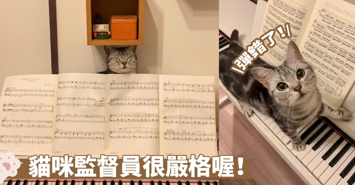很難集中注意力欸～練琴時的小阻礙，貓咪在鋼琴前當起了監督員啦！