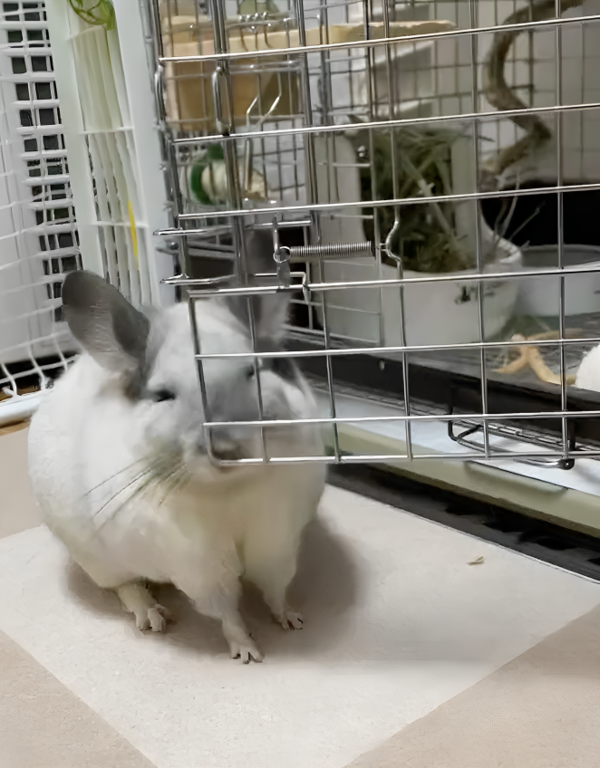 奴才：真的確定嗎？