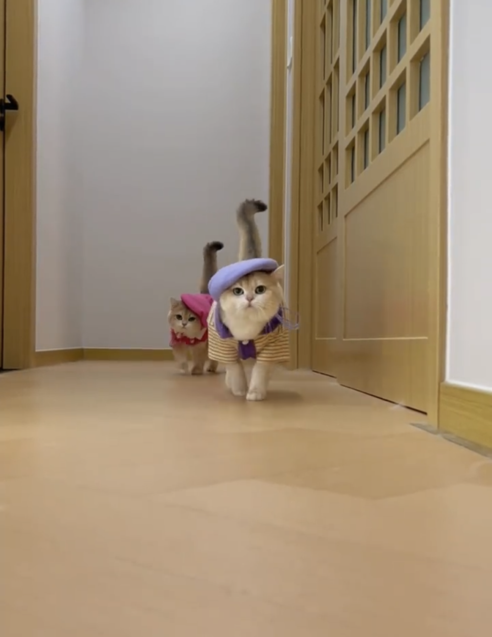 奴才：確實無人能及