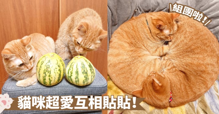颱風來襲？不，這是貓咪組團變身完美颱風圈啦～雙胞胎就是有這樣的默契囉！
