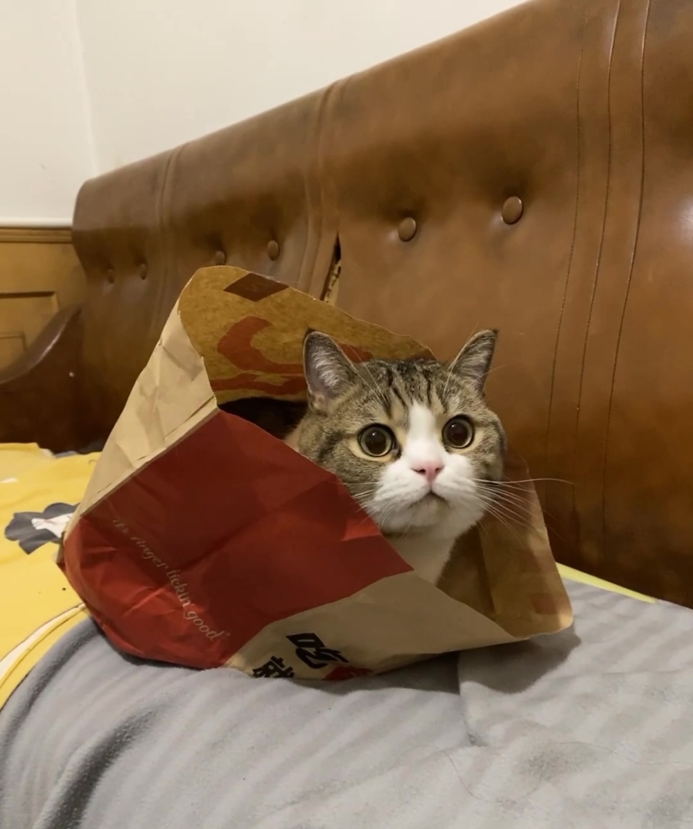 奴才：這就是亂翻我東西的下場啦