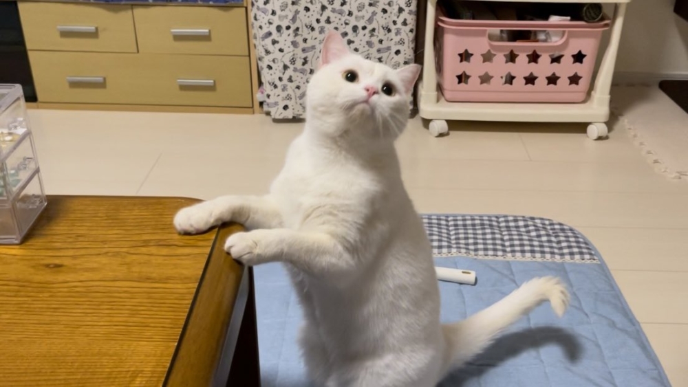 奴才：也對也對