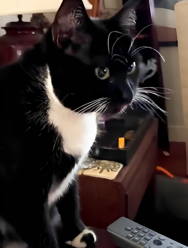 奴才：你確定嗎？