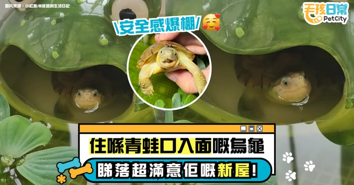 烏龜住進青蛙嘴裡!龜丞相開心到不行 飼主超自豪:「這新家他太滿意了!」