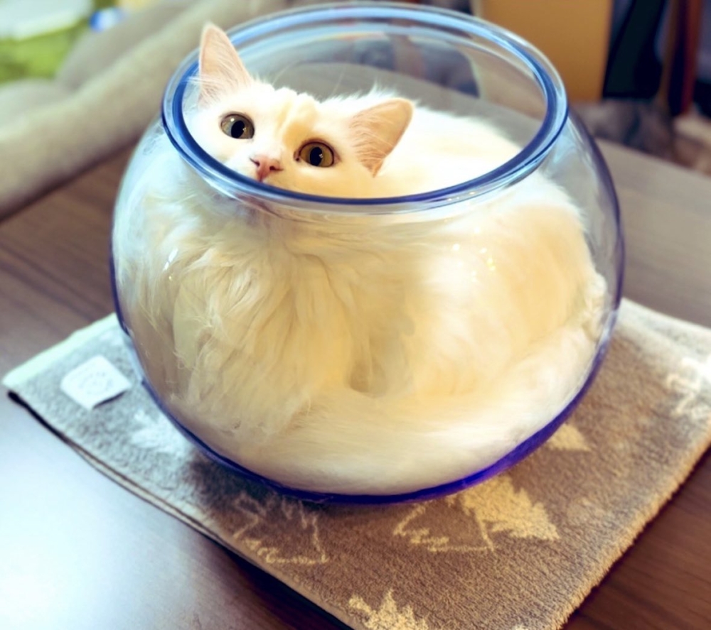 奴才：魚缸很硬欸