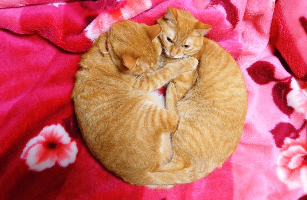 奴才：別騙我喔