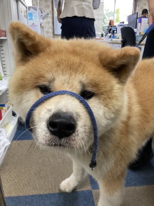 奴才：那你再接再厲吧