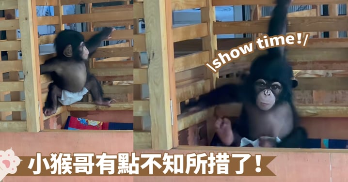 小時候的猴哥真討喜～動物園裡穿紙尿褲的小寶寶格外迷人囉！網：幼崽都好萌啊