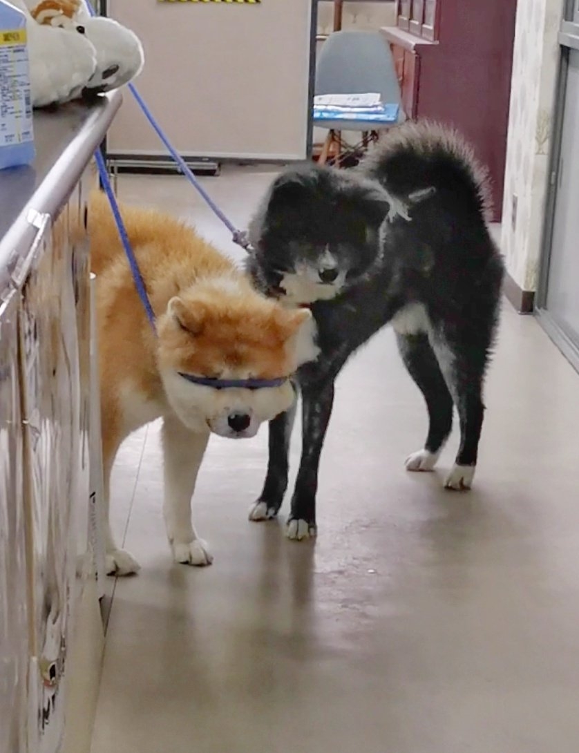 奴才：馬上，這就來了