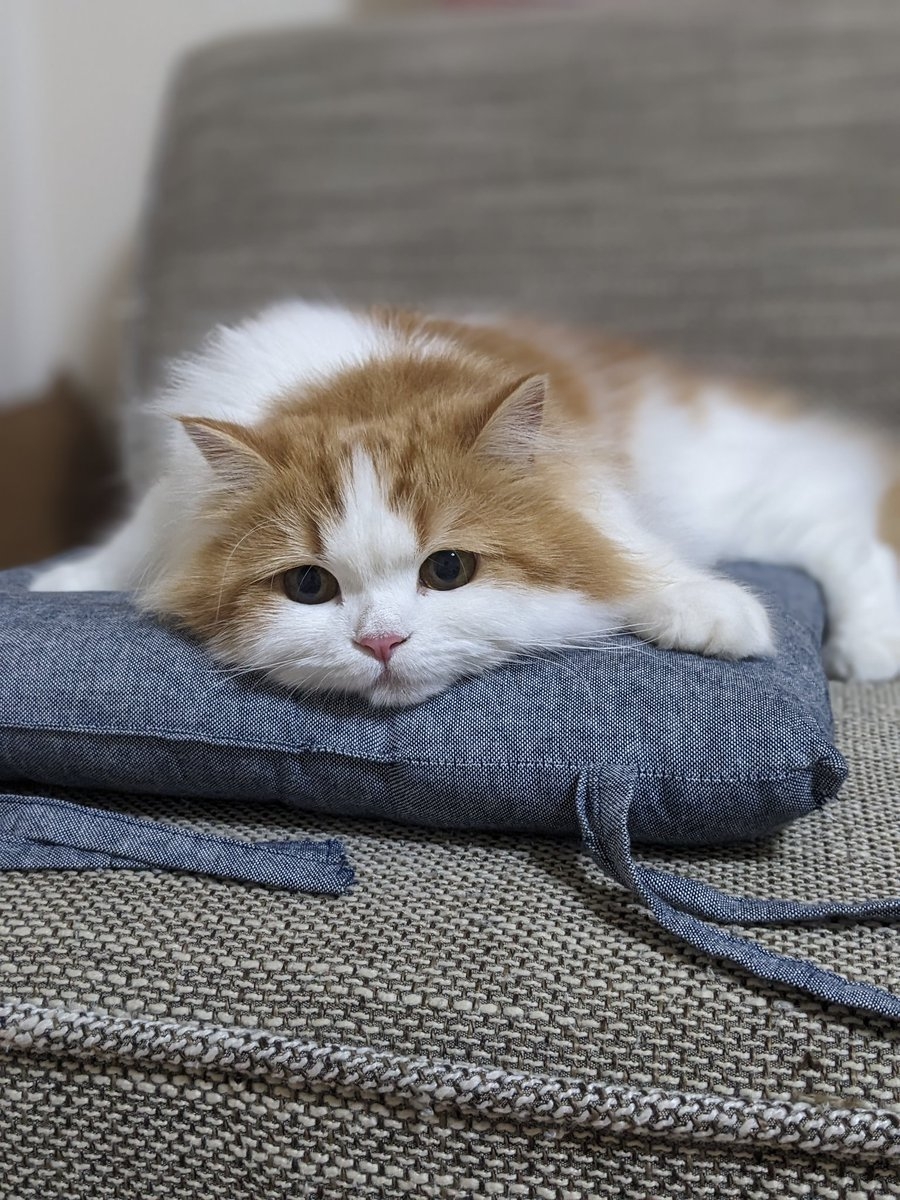 奴才：難道你一直以來都是故意的？