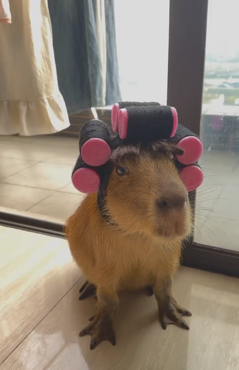 奴才：這個包租婆的架勢很足啊