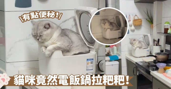 貓砂不好用？「米」砂比較特別一點～貓咪把電飯鍋當成自己的廁所啦！