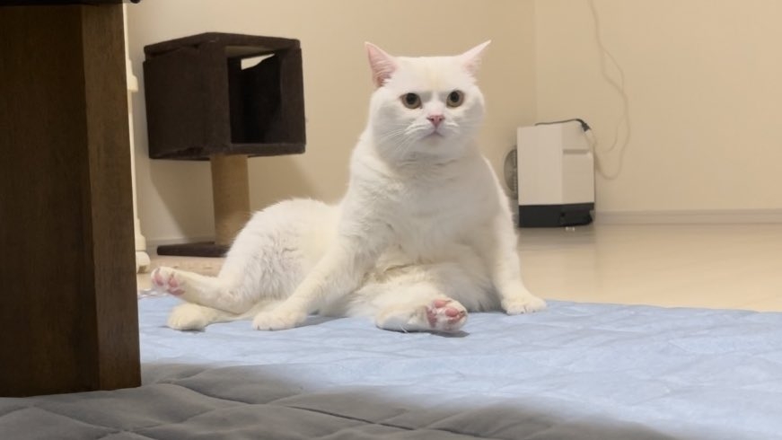 奴才：一點都不謙虛呢