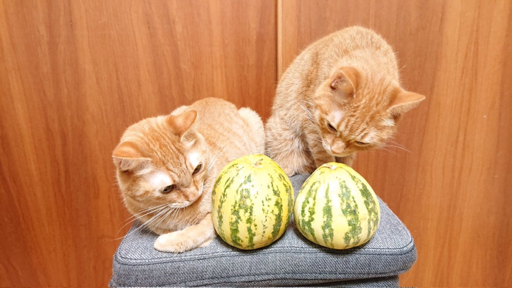 奴才：看來我是被耍了啦