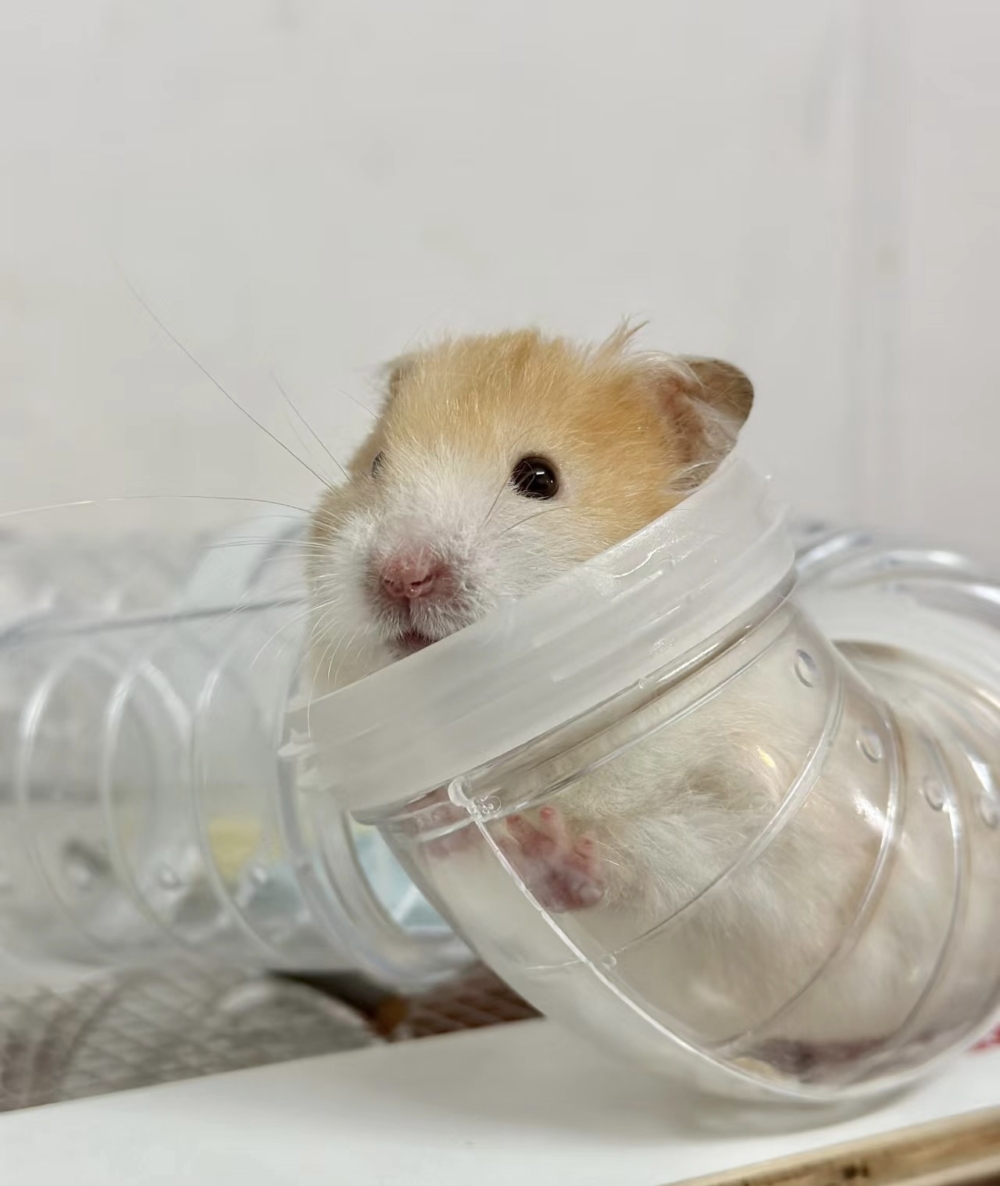 奴才：那我就買得超值啦