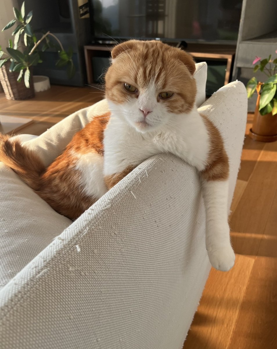 奴才：那就滿足你囉！確實很帥啦