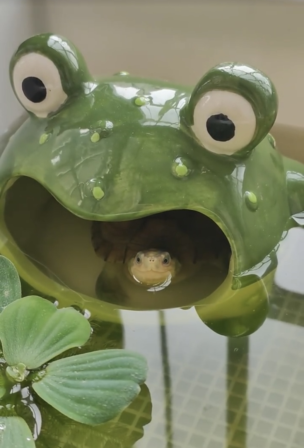 奴才:這房子很難接受?