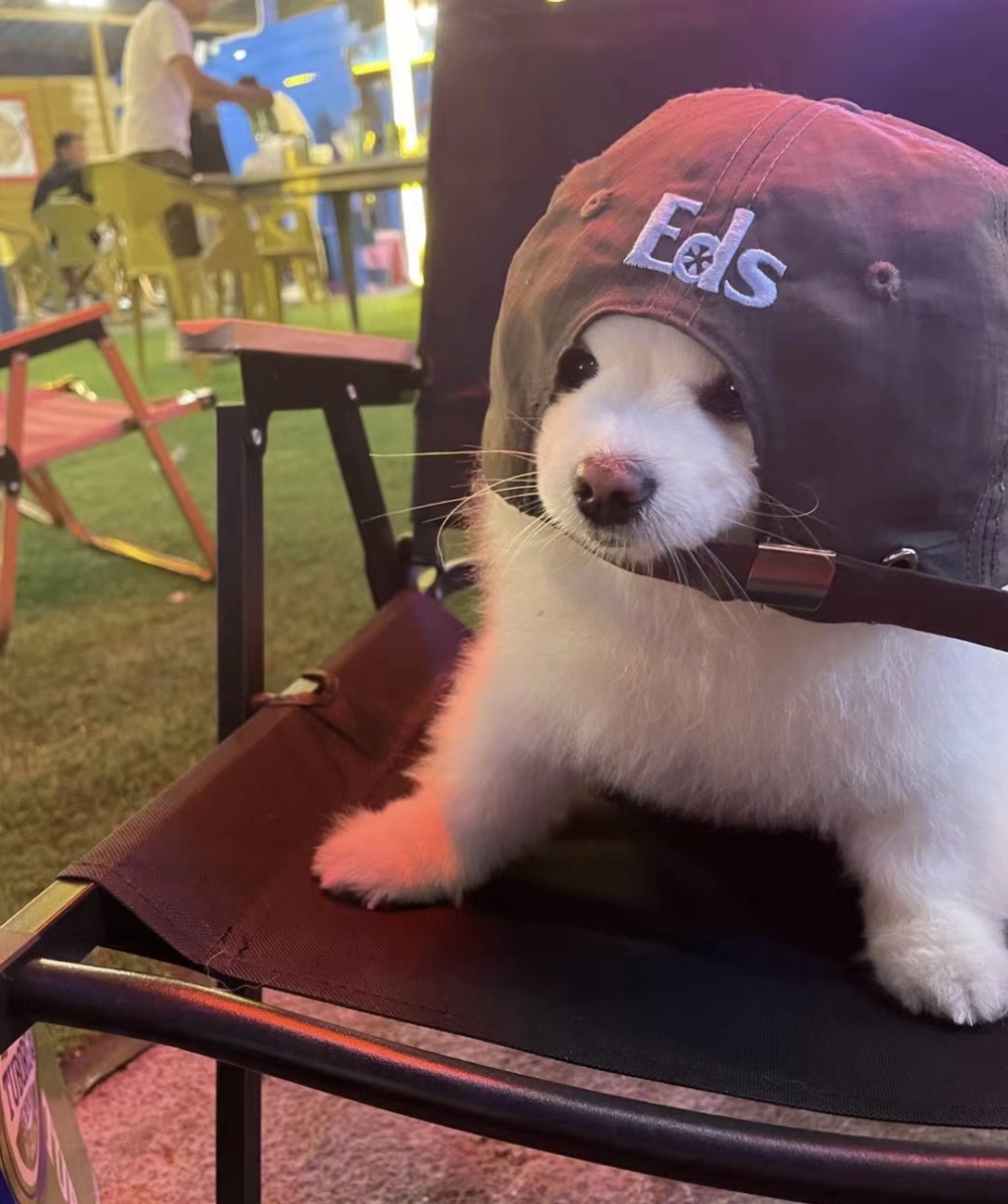 奴才：那就交給網友投票吧