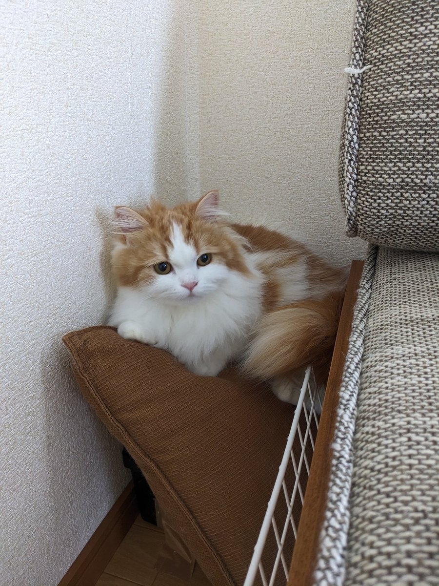 奴才：看樣子像是怎麼一回事喔