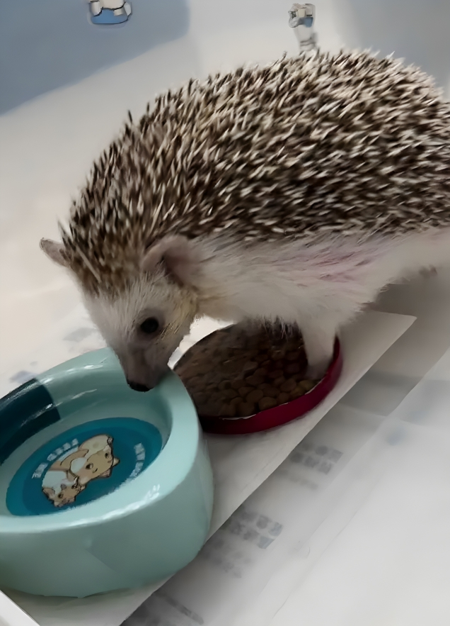 奴才：你強迫我我也不敢吃啦