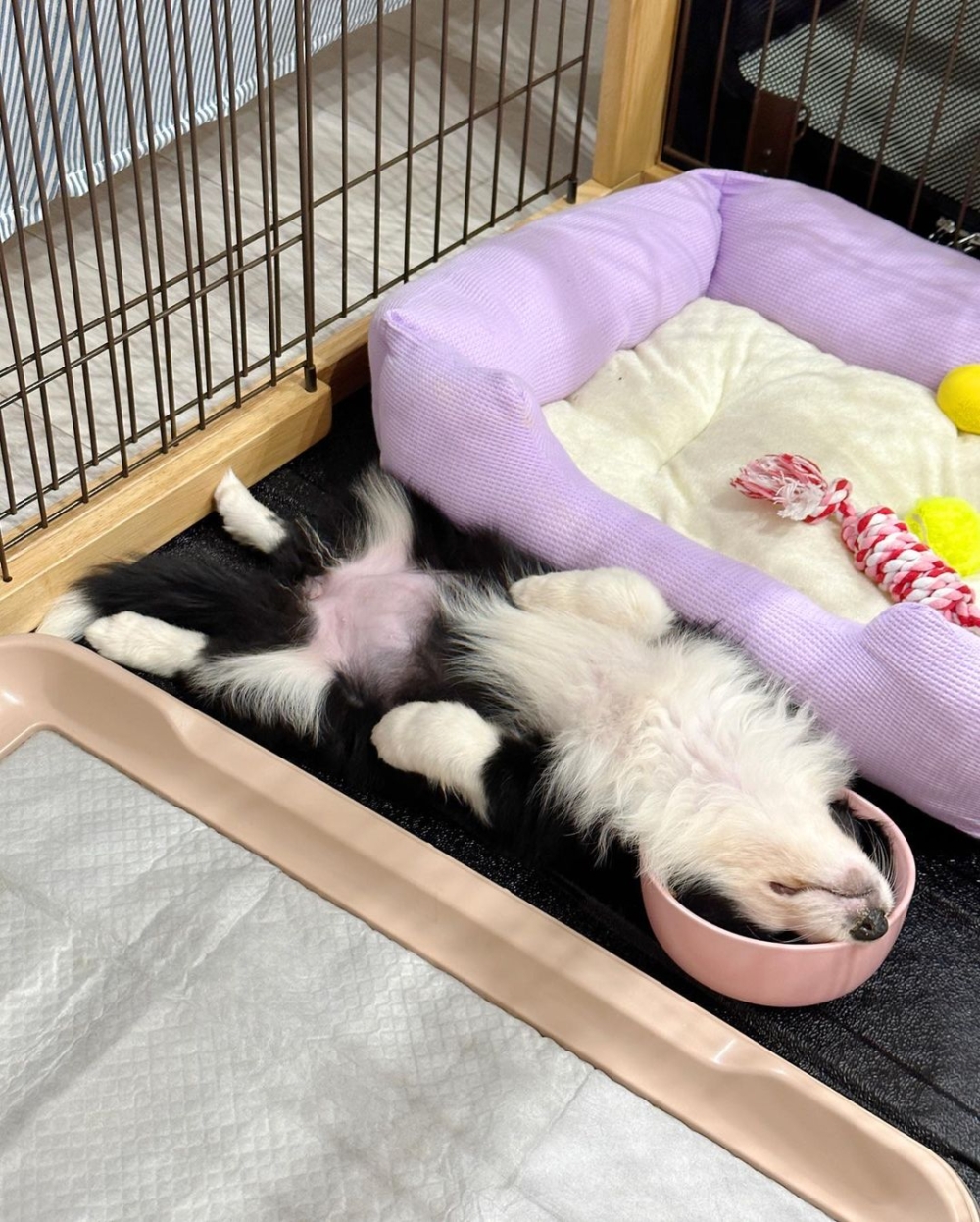 奴才：沒有人要搶你的食物啦