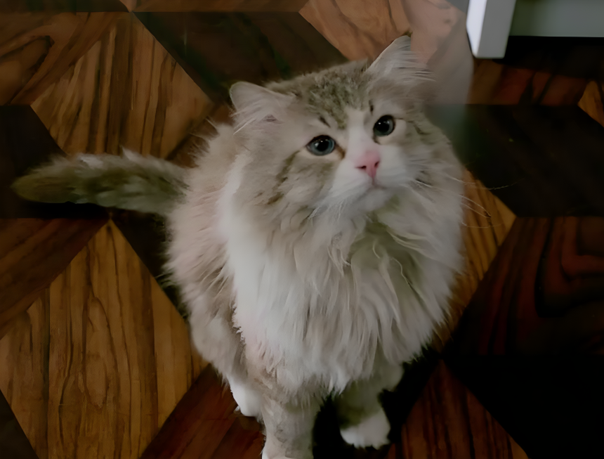 「毛毛褲先生」（Mr. Fuzzypants）