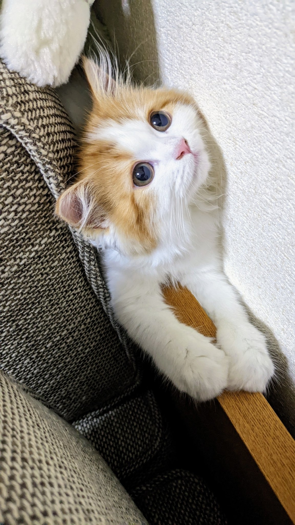 奴才：我已經習慣了