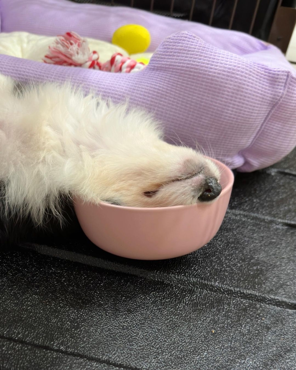 奴才：因為你這樣太可疑了