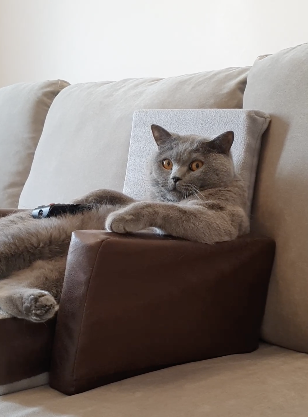 奴才：果然不出所料啊