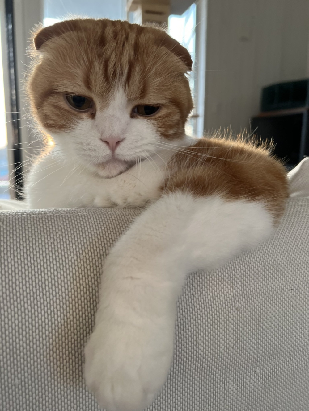 奴才：說得真有道理啊