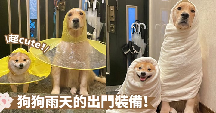 迷惑的防雨斗篷設計！狗狗穿上後似乎有些多此一舉～金毛：鼻子和屁屁都露出來了