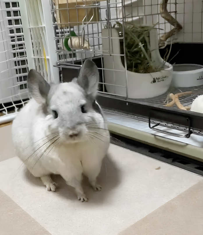 奴才：好好好，確定沒問題就好