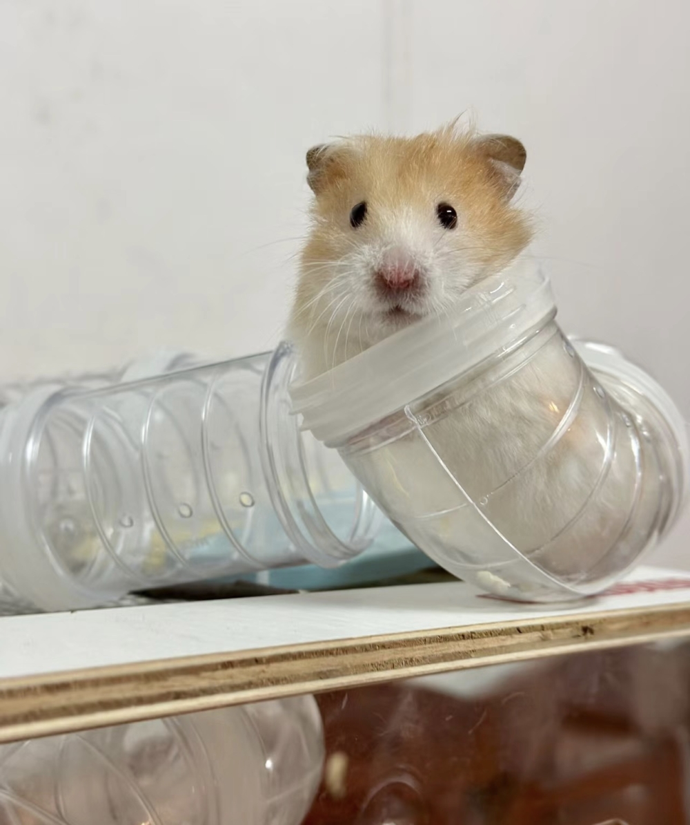 奴才：好厲害啊