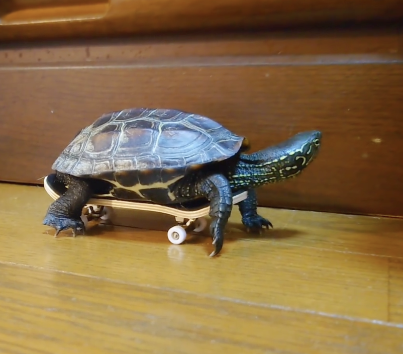 喵：那麼自信嗎？