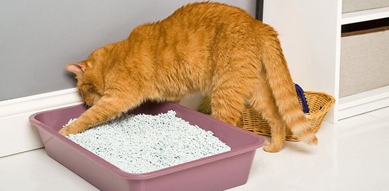 如果貓咪不停刨砂或者選擇在其他地方上廁所，可能是因為對貓砂不滿意。