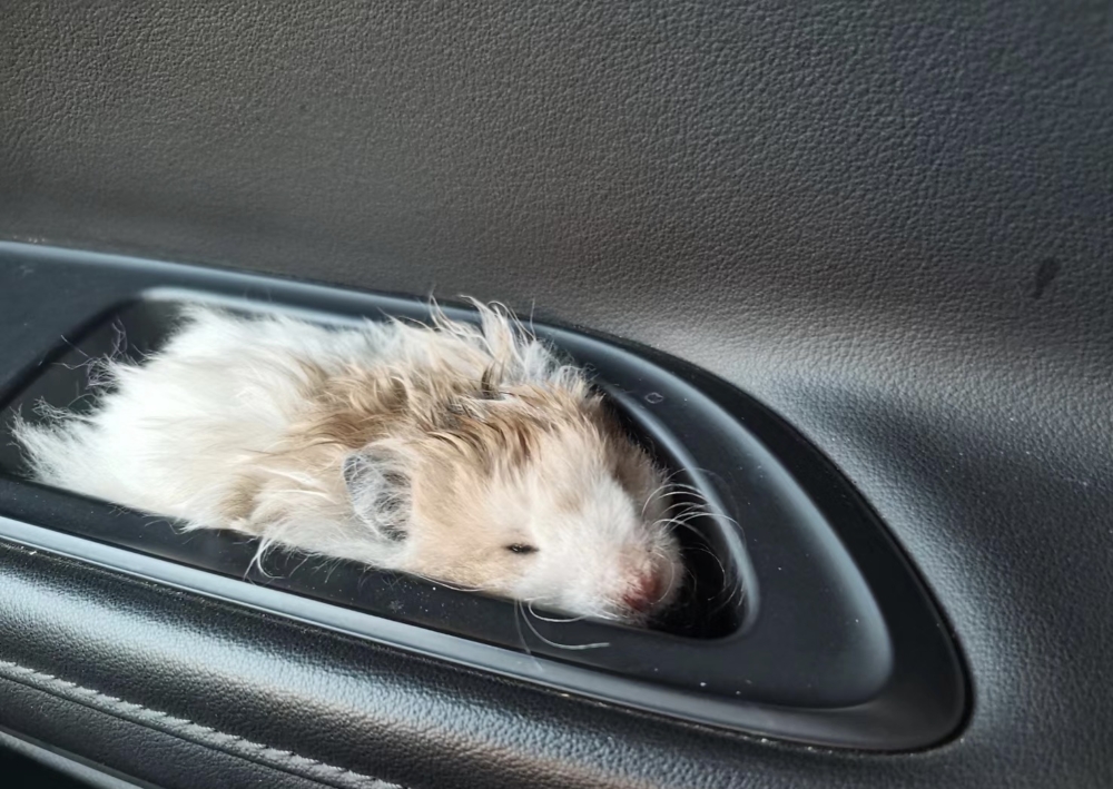 奴才：還好不（擔心