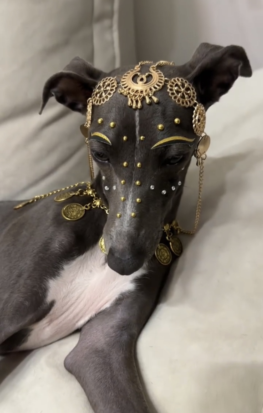 奴才：你不願意嗎？