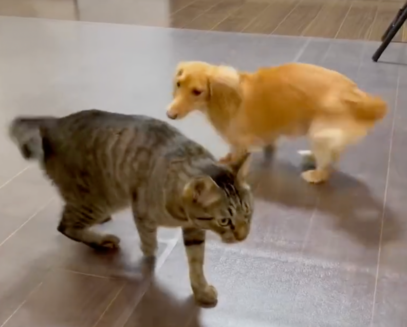 汪：你別生氣，一起玩啊