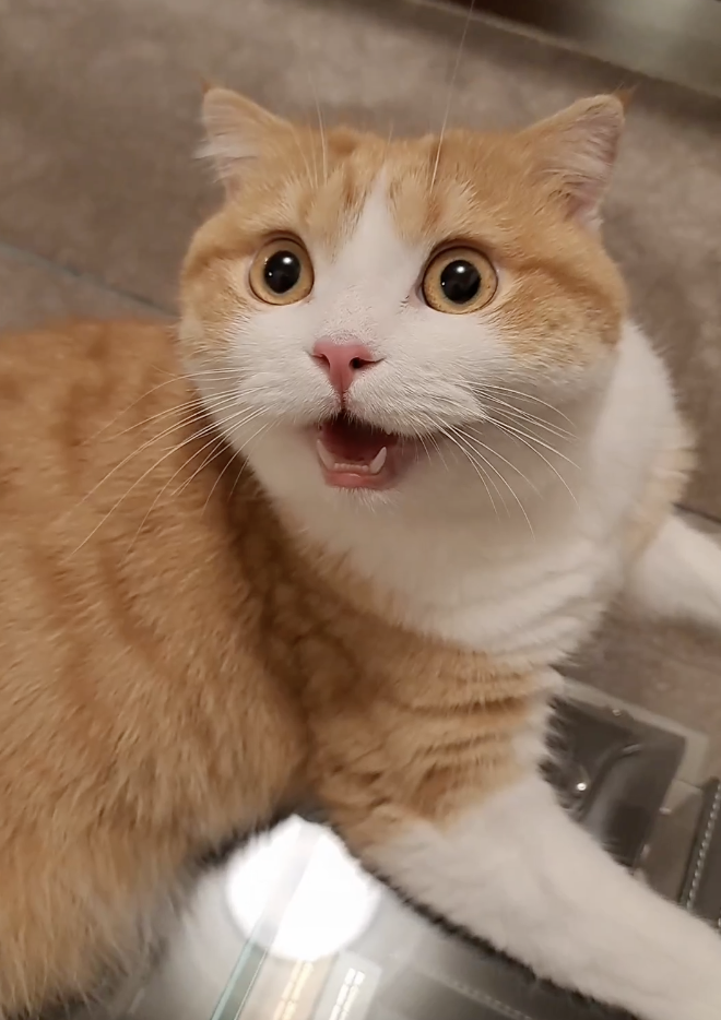 奴才:安慰安慰你啦