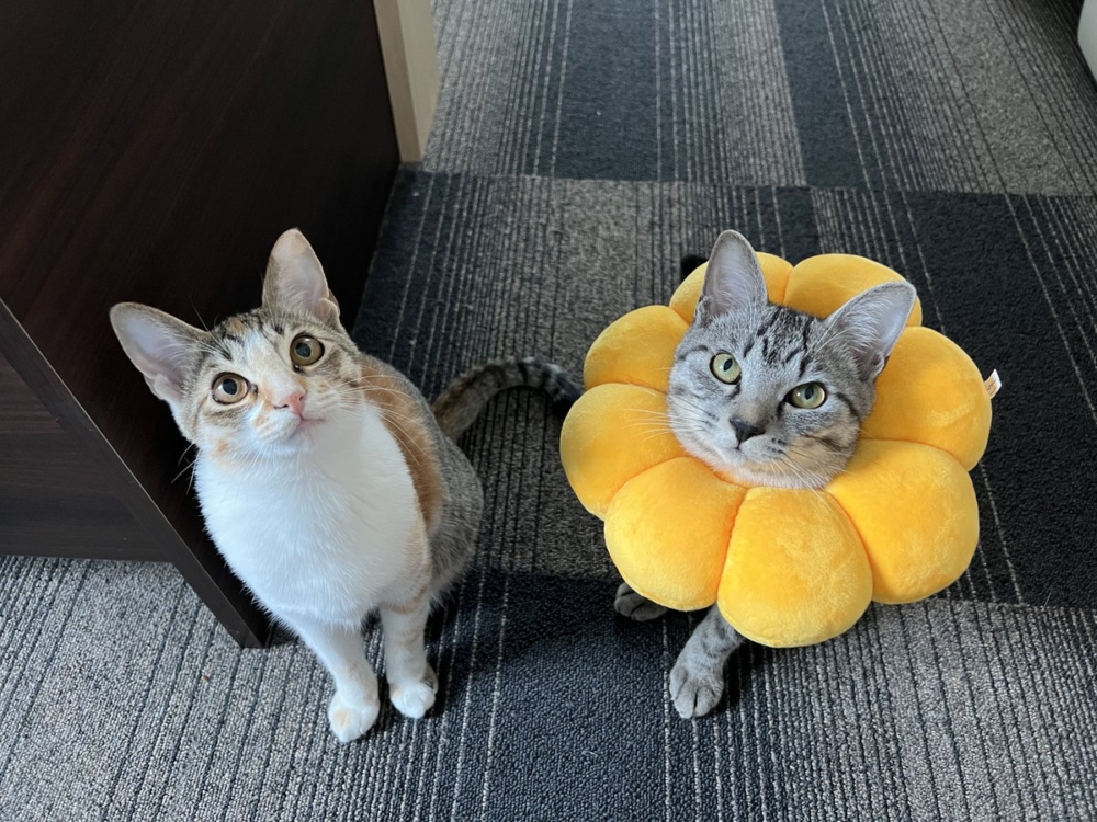 奴才：所以是故意的嗎？