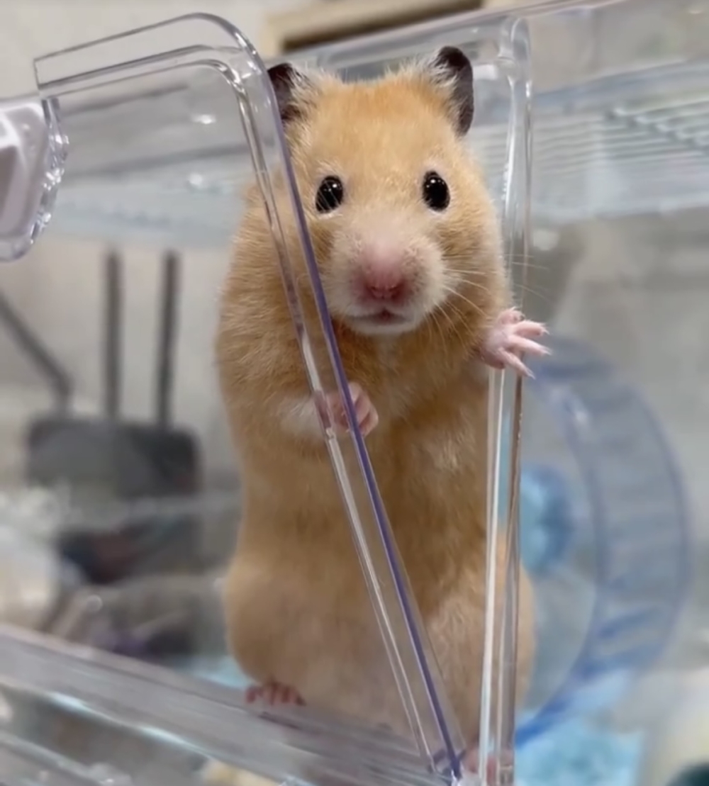 奴才：你該不會是恐高吧