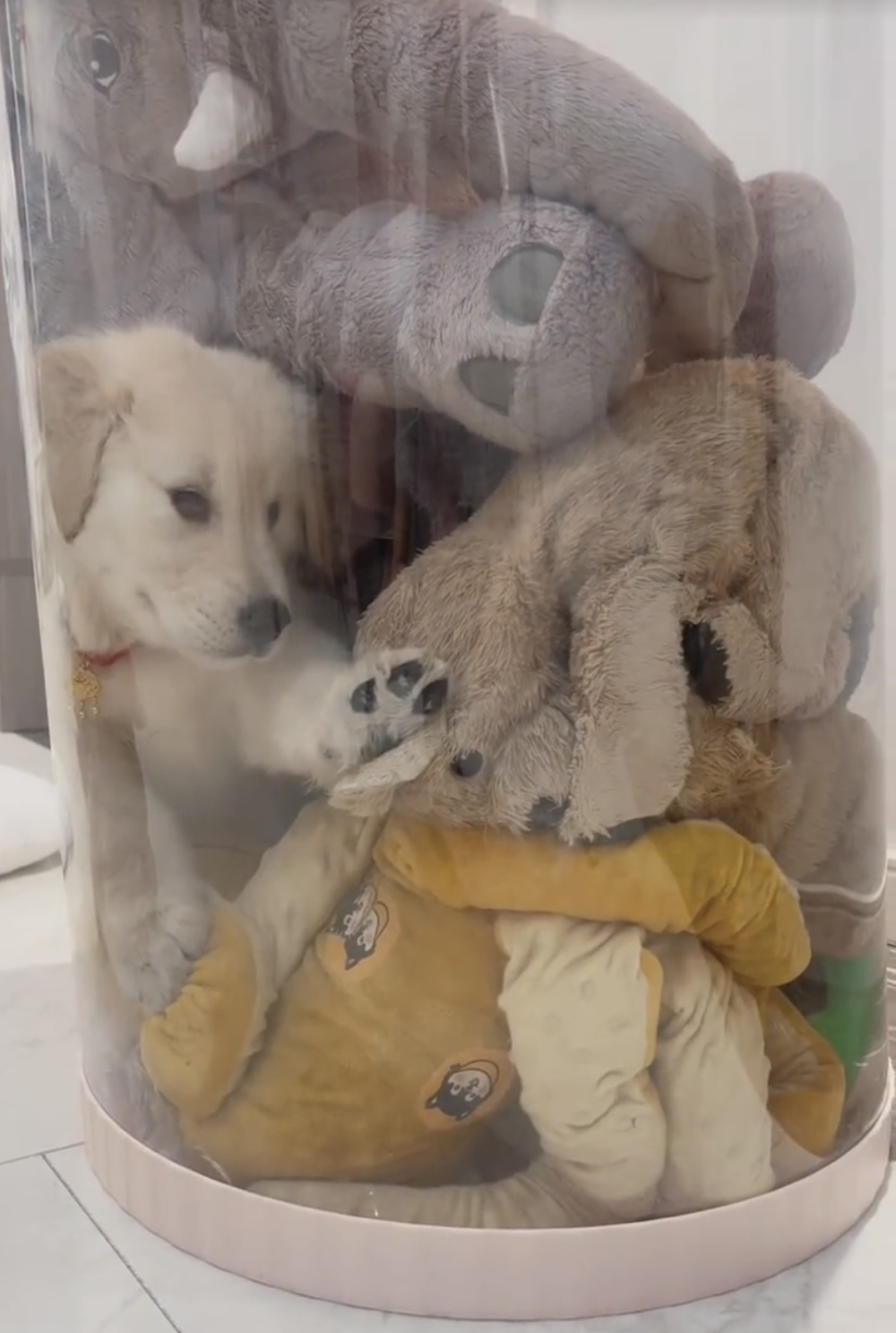 奴才：你敢你就尿啊