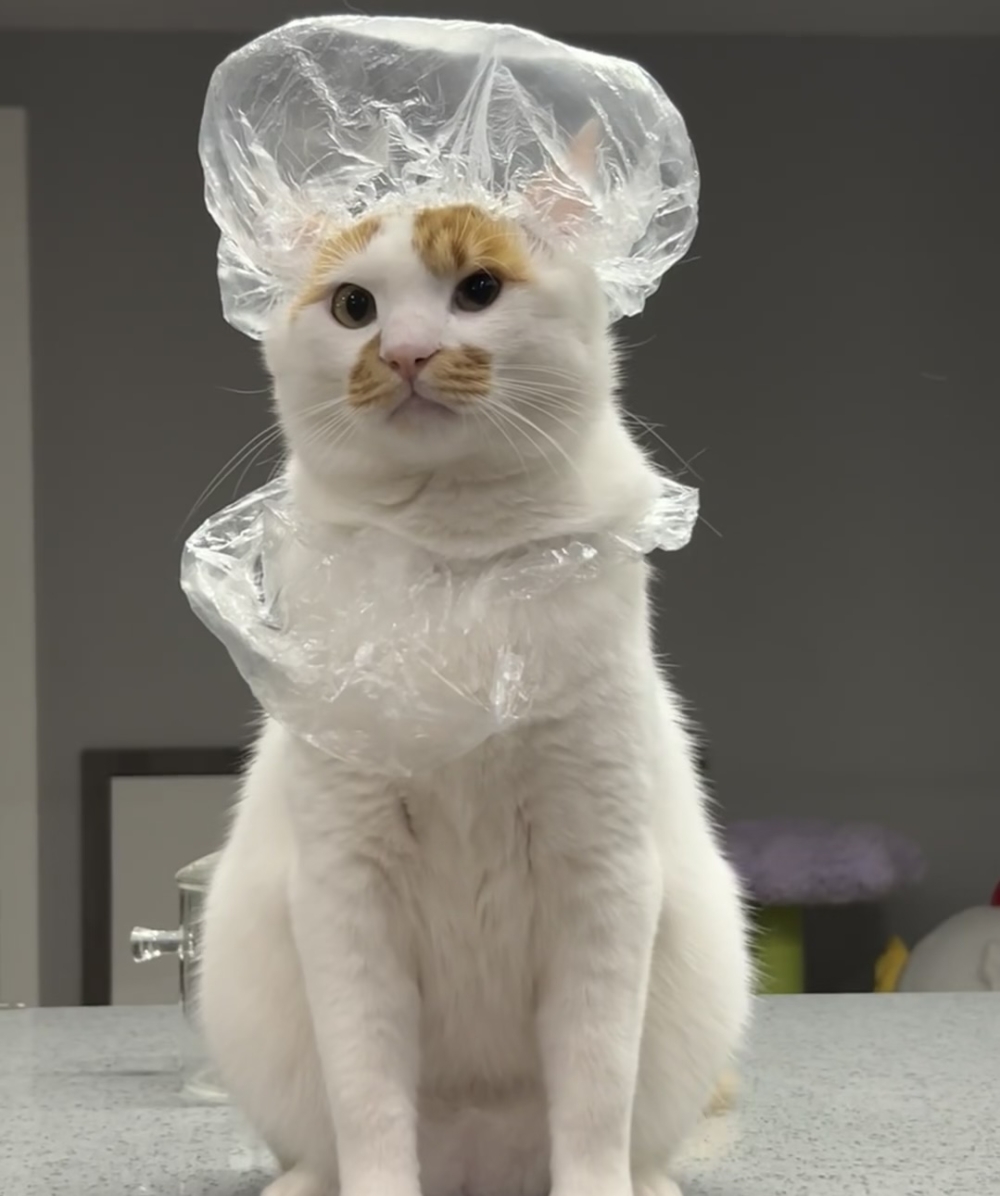 奴才：快拿出小本本把要吃的都報上