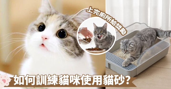貓奴必學！如何訓練貓咪使用貓砂盆？幼貓/成貓/流浪貓訓練方法總整理