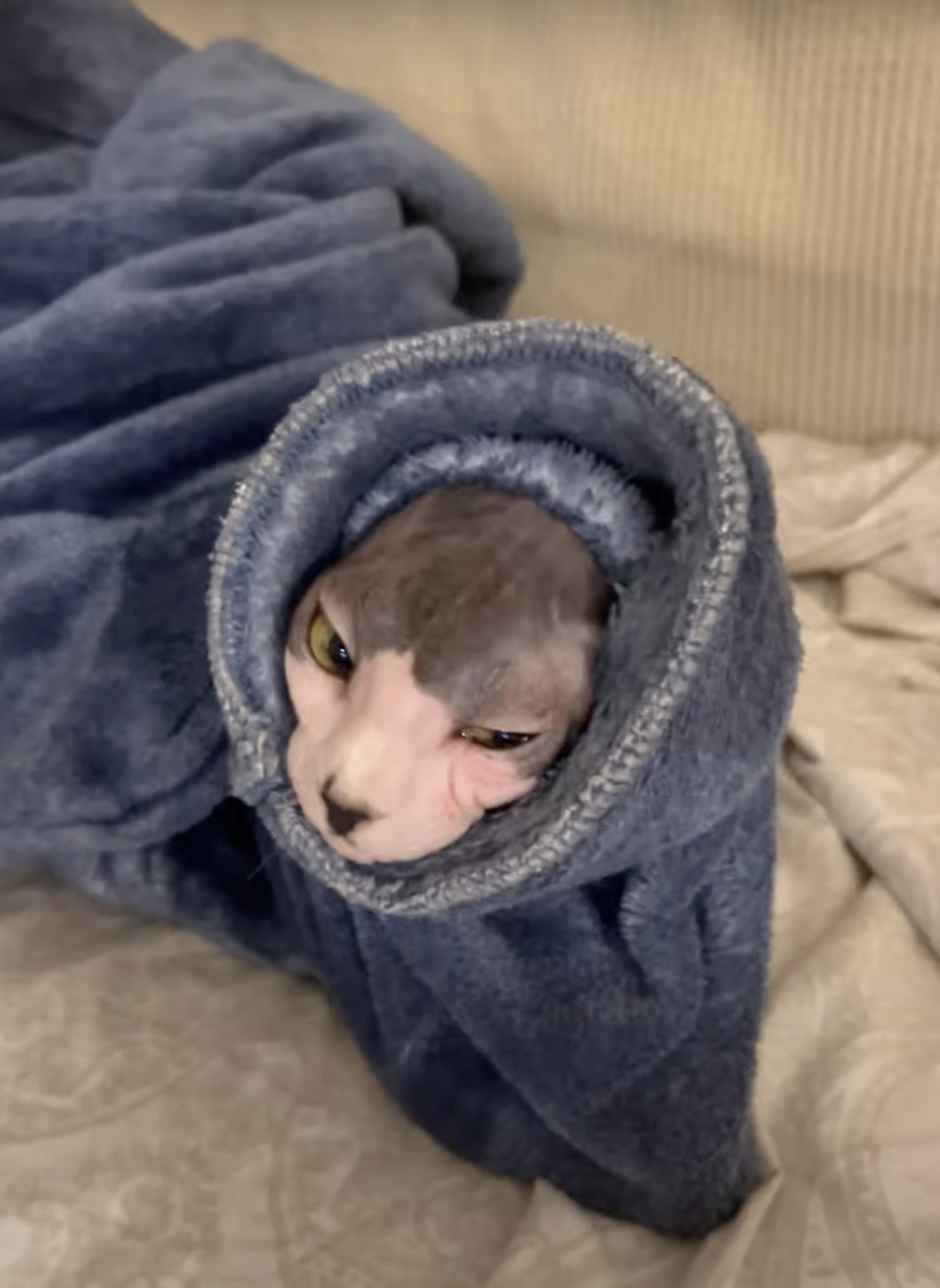 奴才：還是要注意一點啦