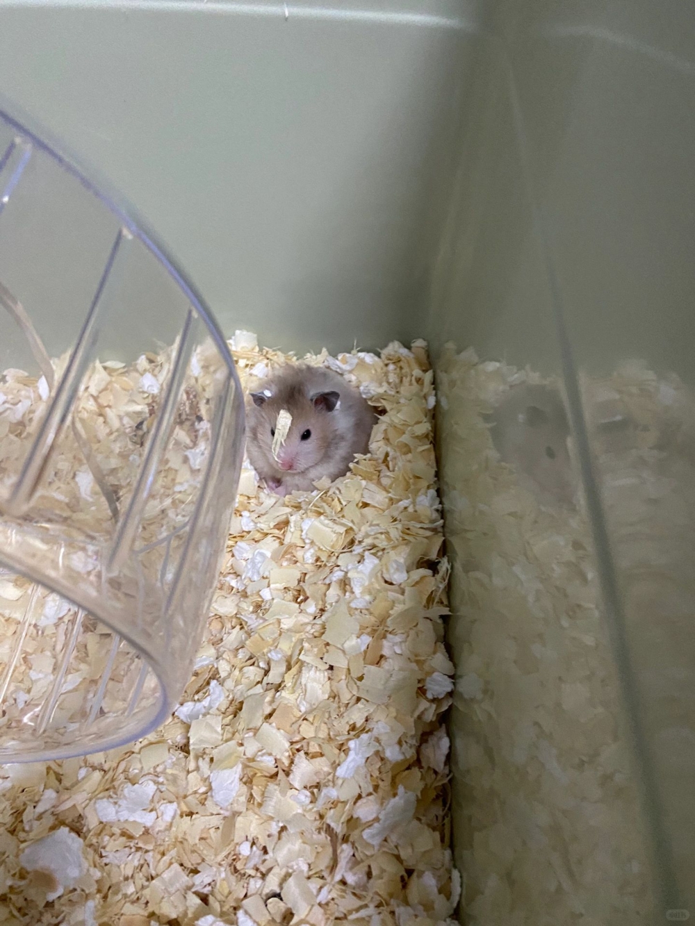 奴才:沒事!我來救你了